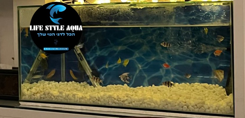גלריה 9 - Life Style Aqua